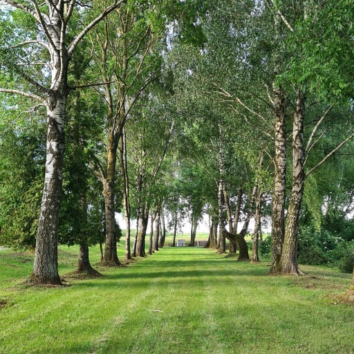 AROMA-ŽYGIS